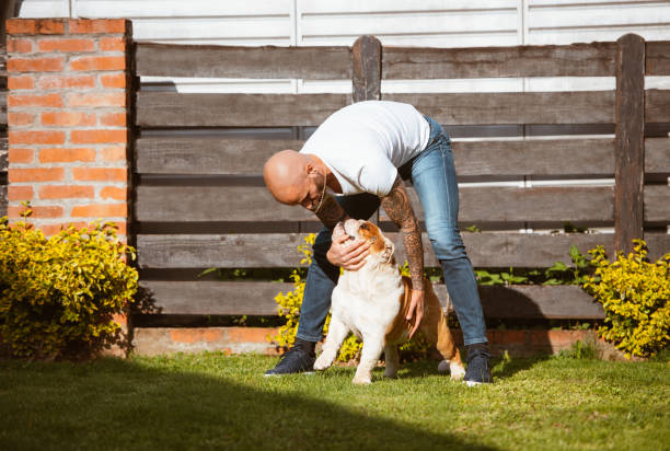 istock a man is playing in the yard with an old bulldog 1283051435
