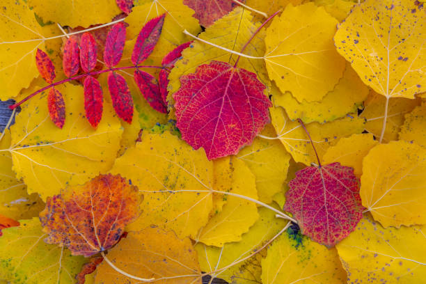 istock Autumn leaves background. Colorful Autumn leaves 1283052165
