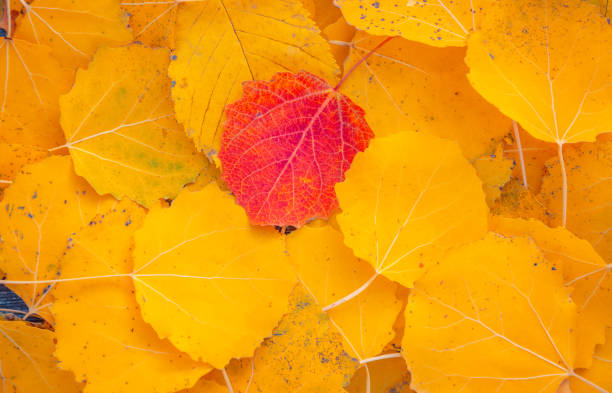 istock Autumn leaves background. Colorful Autumn leaves 1283052209