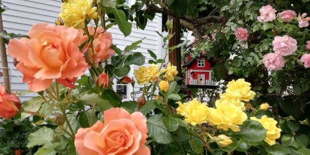 istock A colourful spring in Skudeneshavn, Norway 1283052339