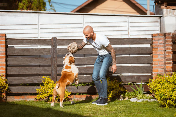 istock Man is playing in the yard with an old bulldog 1283053742