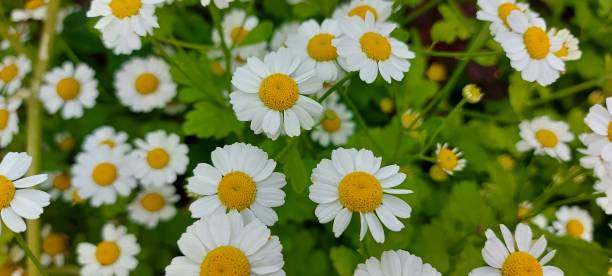 istock Natural background of many white daisies. 1283053950