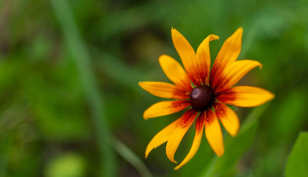 istock Yellow-orange blooming Coneflower. 1283054028