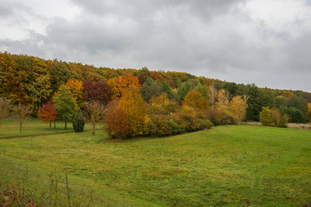 istock Yellow and orange trees in the fall on a meadow 1283054905