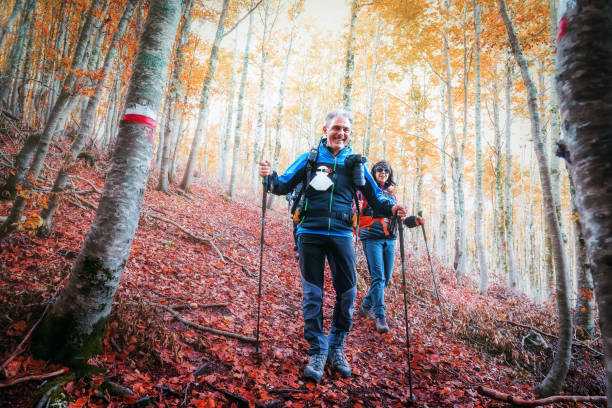 randonneurs dans la forêt de hêtre en automne. - sportsman tree people recreational pursuit photos et images de collection