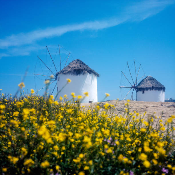 Mykonos, Greece, yellow flowers and windmills