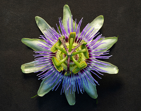 Passiflora or passion flower\nPassiflora or passion flower in oil painting effect Passiflora, known also as the passion flowers or passion vines, is a genus of about 550 species of flowering plants, the type genus of the family Passifloraceae.