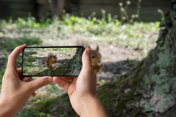 Photo of Man holding phone and taking photo of red squirrel eats in park