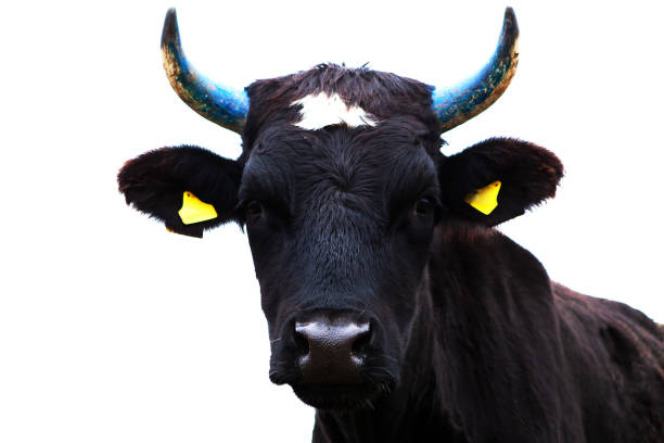 Portrait of a young bull, black, isolated. Portrait of a young bull, black, isolated. snout photos stock pictures, royalty-free photos & images