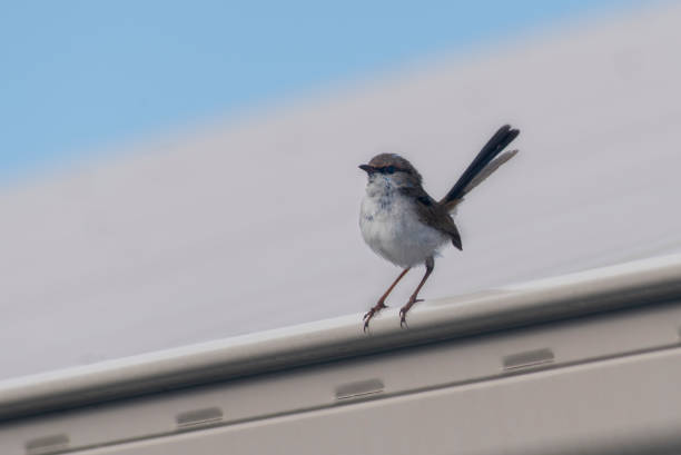 istock Superb Fairy-wren 1283062572