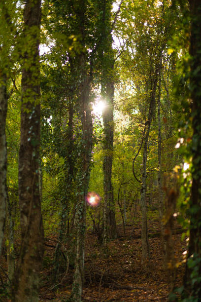 istock Tall trees in ivy in a sunny forest 1283062750