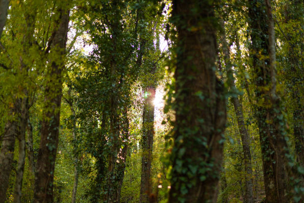 istock Tall trees in ivy in a sunny forest 1283062761