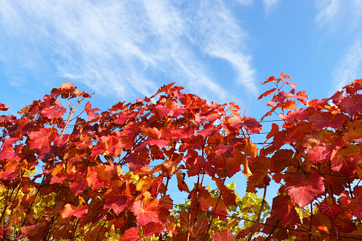 Vineyard with multicolored foliage after the harvest.