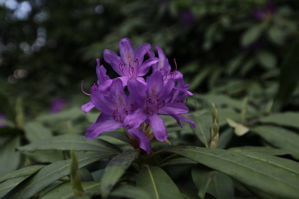 purple flower stock photo