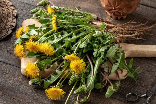 Fresh dandelions with roots on a wooden background