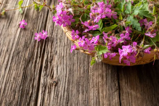 Fresh herb-Robert, or Geranium robertianum plant in a basket on a table