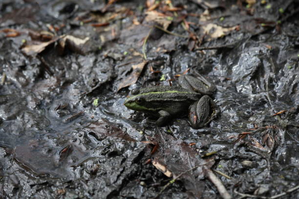 frog stock photo