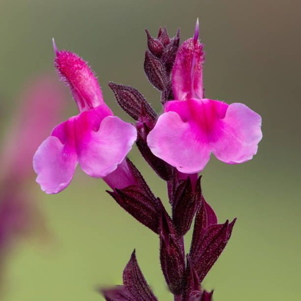 istock Pink salvia flowers 1283065679