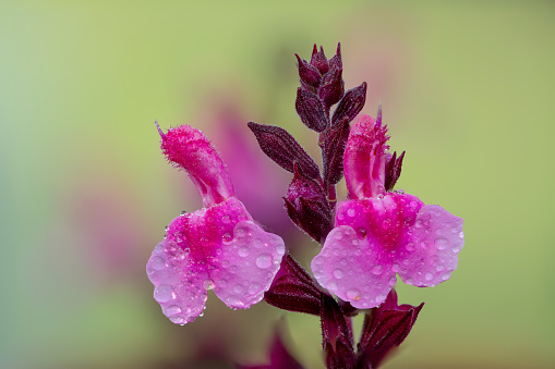 Macro shot of pink salvia flowers covered in water droplets