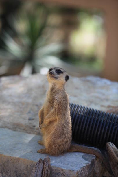 meerkat stock photo