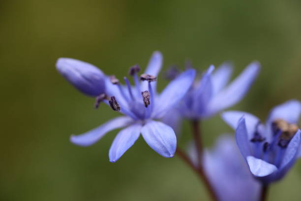 blue star flower, amsonia orientalis stock photo
