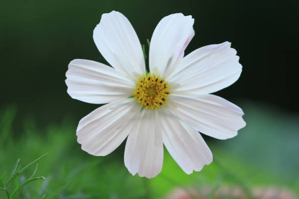 daisy flower stock photo