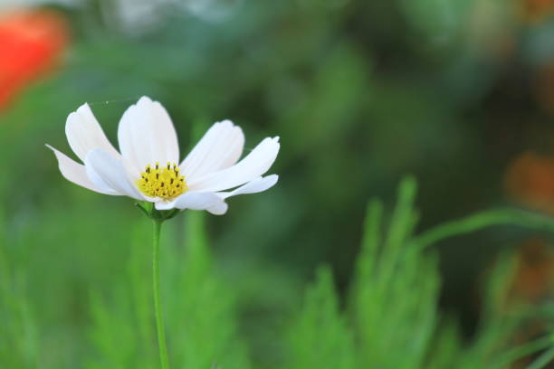 daisy flower stock photo