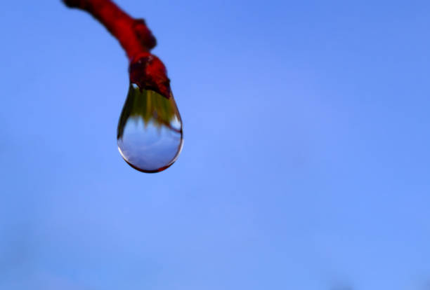 istock A drop of rain on a branch, reflected in a drop 1283066925
