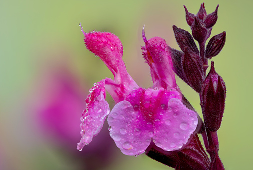 Macro shot of pink salvia flowers covered in water droplets