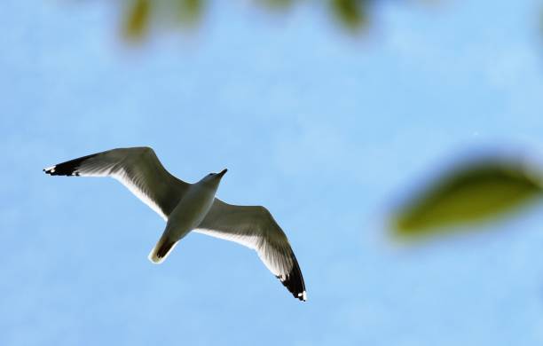 gull bird stock photo