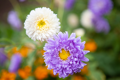 Aster - an ornamental plant with beautiful inflorescences-baskets. Green flower background