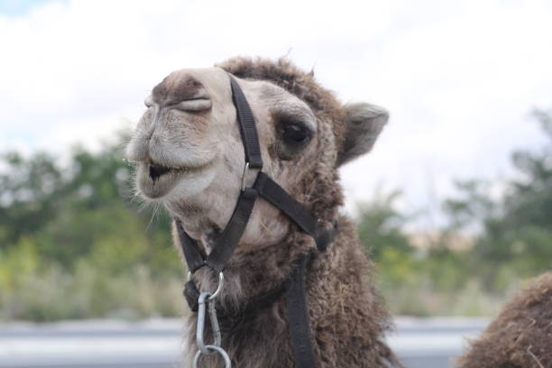 Camel stock photo