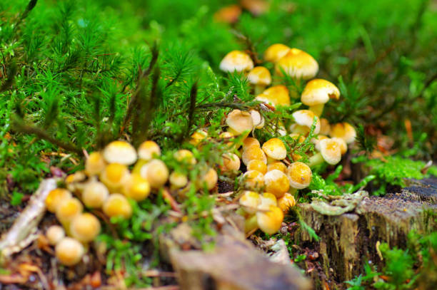 emarinado woodlover ou hypholoma fasciculare na floresta de outono - hypholoma fasciculare - fotografias e filmes do acervo