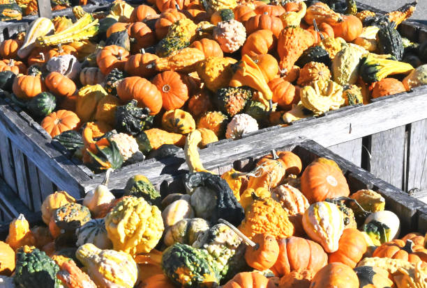 istock Crates of Gourds 1283068411