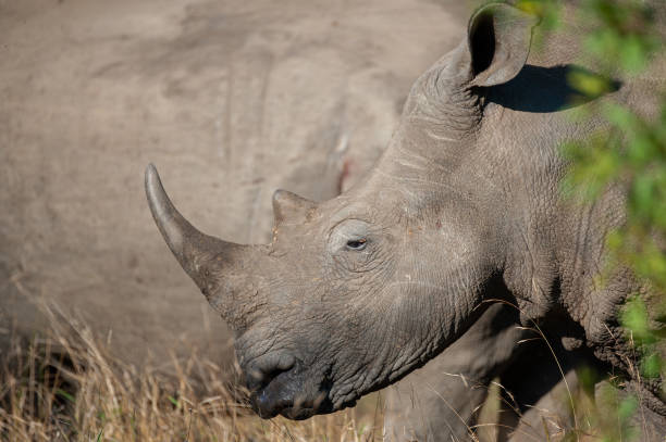istock White Rhino in the Wild 1283068601