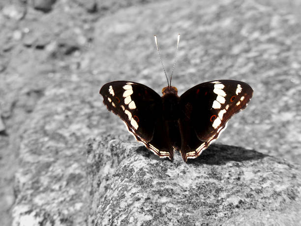 Striking orange, white, and black butterfly pauses on brilliant blue stone ground.