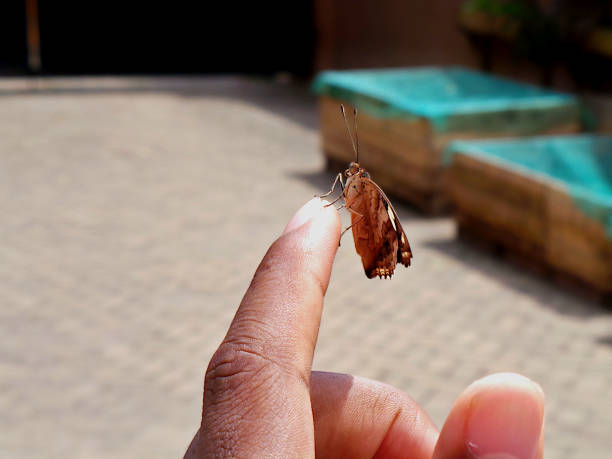 Close up of a dark blue pansy butterfly (junonia oenone) on a human finger with blurred background