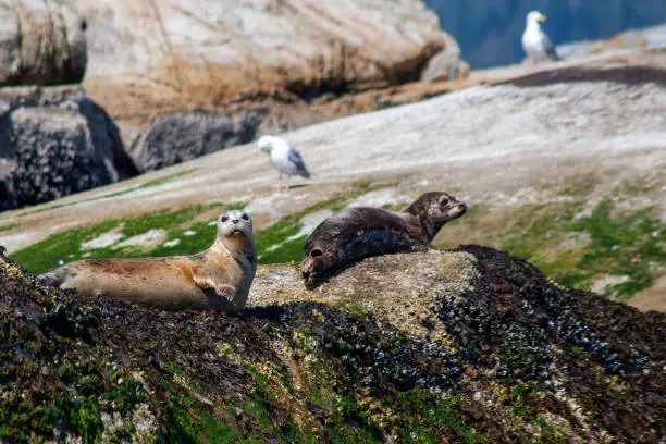 Two Harbour Seals sit on a rocky haulout sunning themselves on British-Columbia's Sunshine Coast, with seagulls in the background