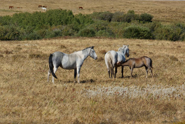 istock Snacktime for a Bay Roan Foal 1283069822