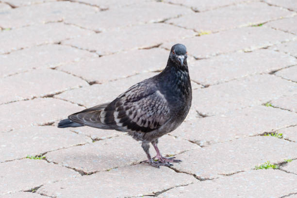 istock Pigeon in City 1283070656