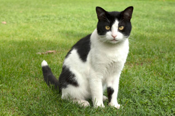 istock Cute Cat in the garden 1283072202