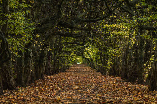 istock Mysterious autumn alley in the park. Natural pathway through a tree tunnel with pathway covered by colorful leaves. 1283072889
