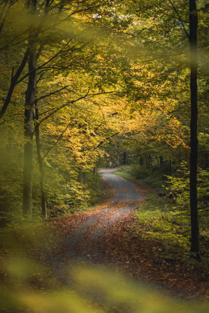 istock Pathway in the mysterious colored autumn forest in Germany. 1283072911