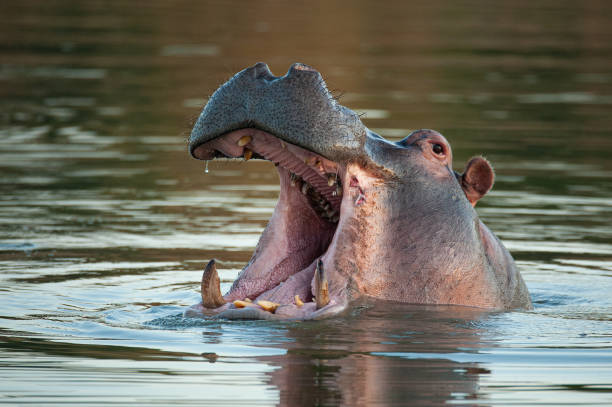 ippopotamo nell'acqua - animal hippopotamus africa yawning foto e immagini stock