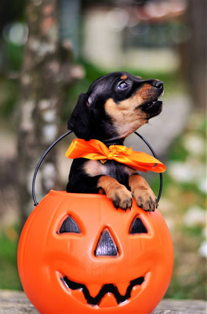 istock Canis lupus familiaris cub howling inside halloween pumpkin pot 1283073282