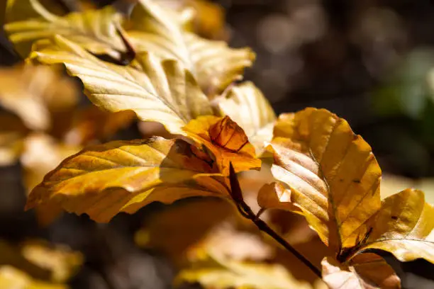 yellow autumn leaves in selective focus