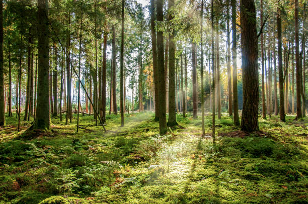 bosque alemán en la selva negra, con rayo soleado de luz. - pino conífera fotos fotografías e imágenes de stock