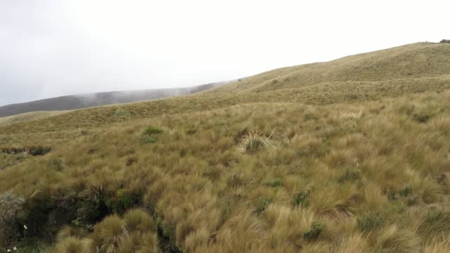 Close up of the high grass typically present at high altitudes while flying over a hilly landscape with fog in the background in the andean mountains