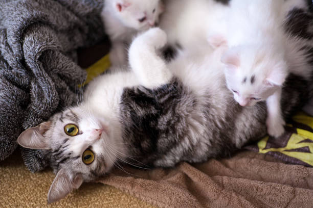 istock Very little kitten on the hand 1283076267