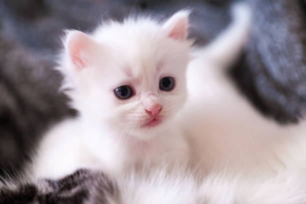 istock Very little kitten on the hand 1283076272